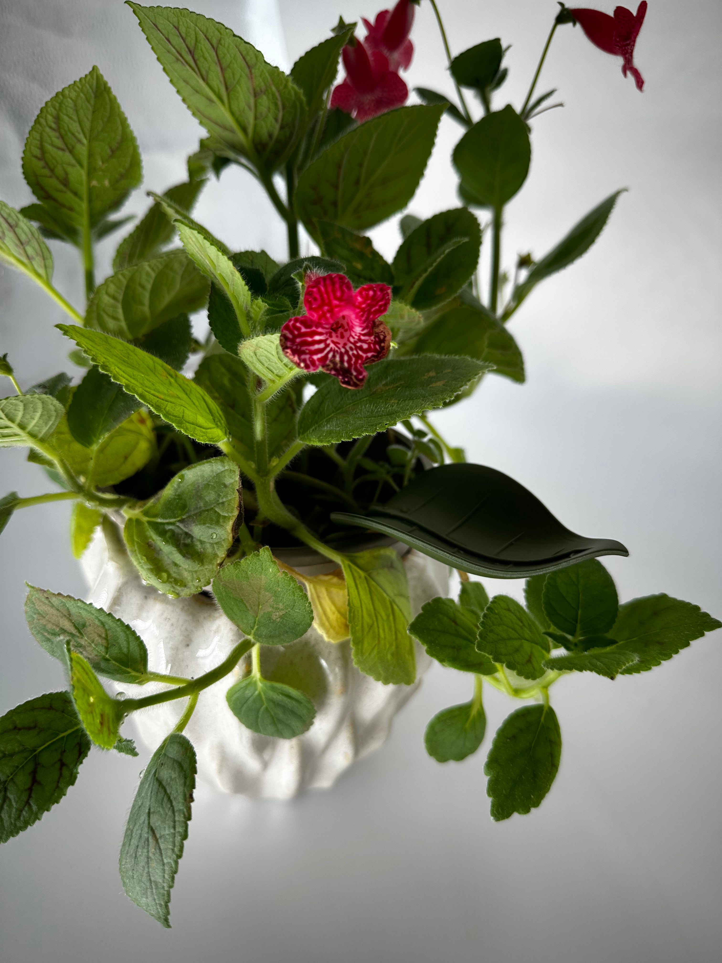 Easy Watering - Leaf