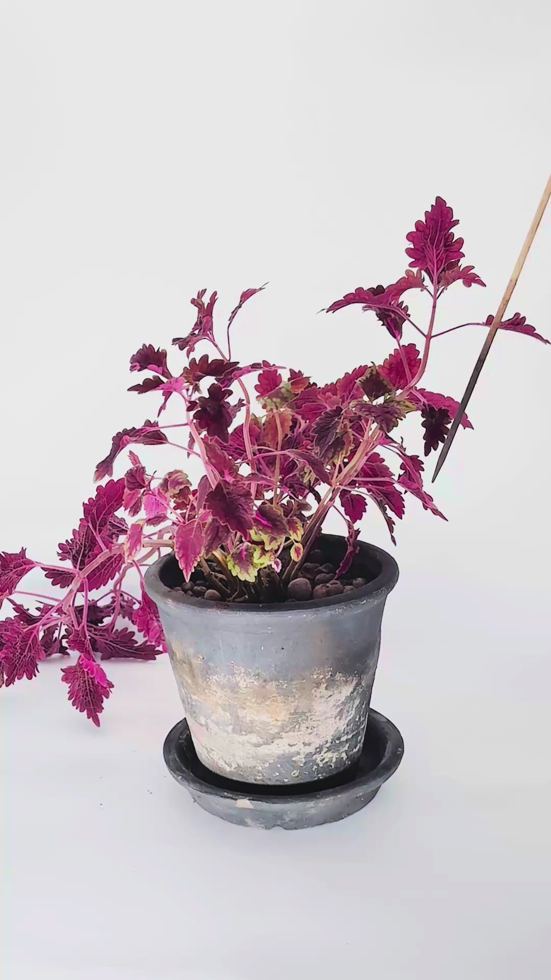 Easy Watering - Hooks